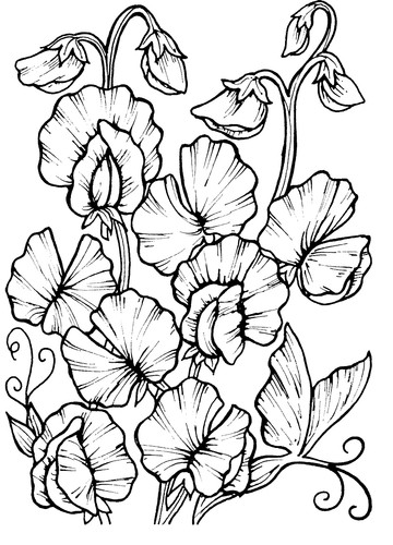 Sweet pea botanical cling - pea,