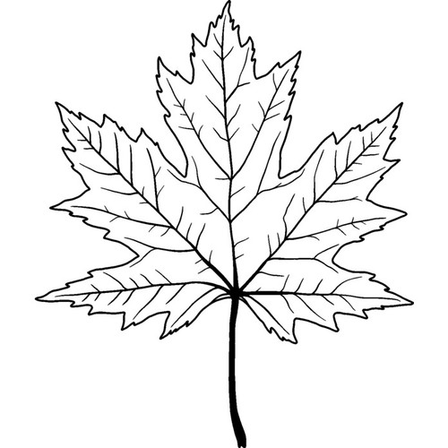 Maple leaf unmounted rubber - 'maple,