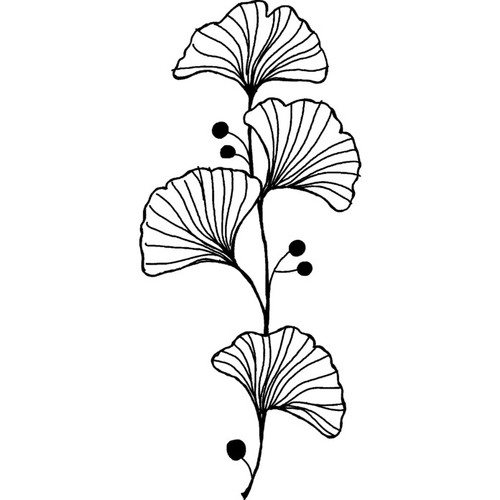 Ginkgo biloba leaf unmounted - biloba,